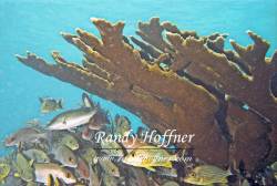 Elkhorn Coral Head.jpg
